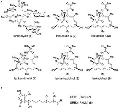 SrrB, a Pseudo-Receptor Protein, Acts as a Negative Regulator for Lankacidin and Lankamycin Production in Streptomyces rochei